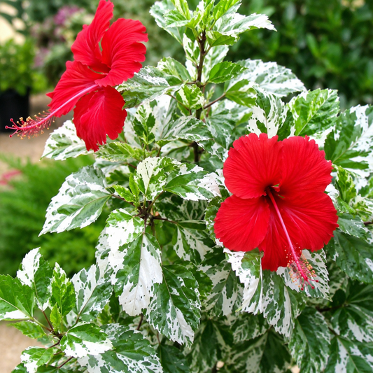 Hibiscus ‘Snowflake’ - Ladybird Nursery