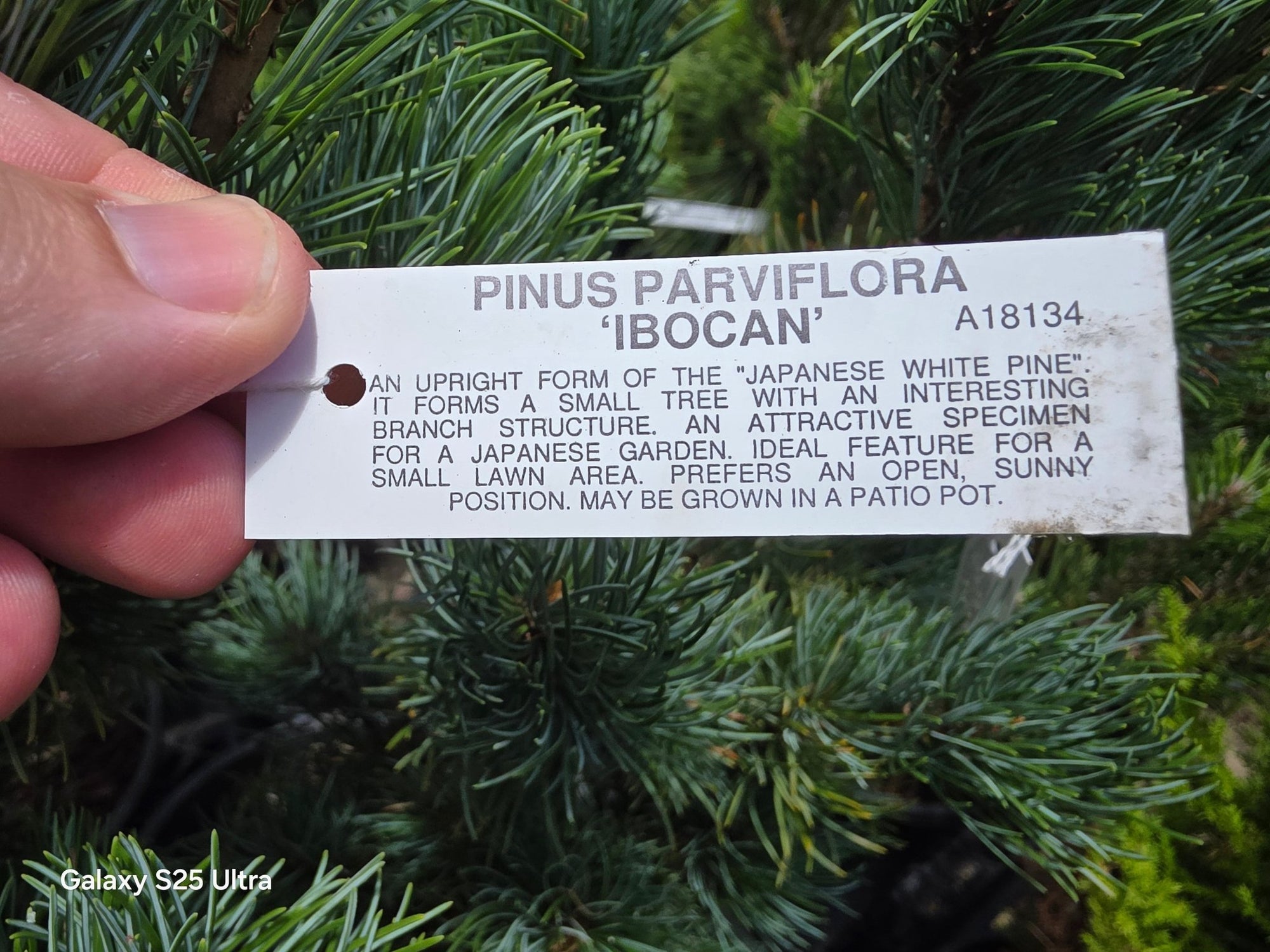 Japanese White Pine ‘Ibo‑can’ (Pinus parviflora) - Ladybird Nursery