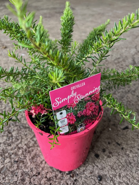 Grevillea 'Simply Stunning' - Ladybird Nursery