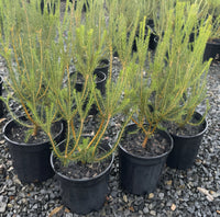 Banksia 'Golden Girl' (Banksia ericifolia) - Large - Ladybird Nursery