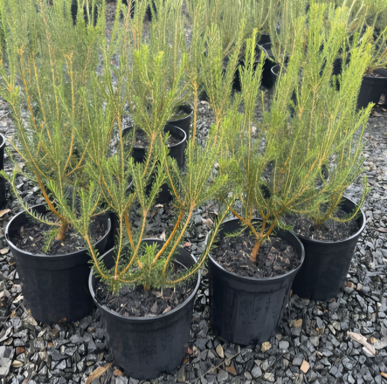Banksia 'Golden Girl' (Banksia ericifolia) - Large - Ladybird Nursery
