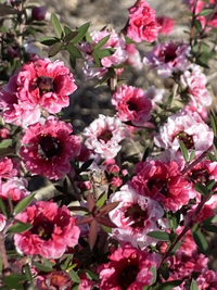 Leptospermum 'Ballerina' - Ladybird Nursery
