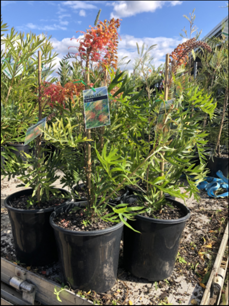 Grevillea Superb - Ladybird Nursery