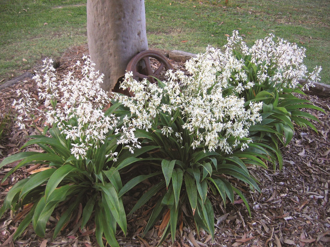 Arthropodium 'Te Puna'