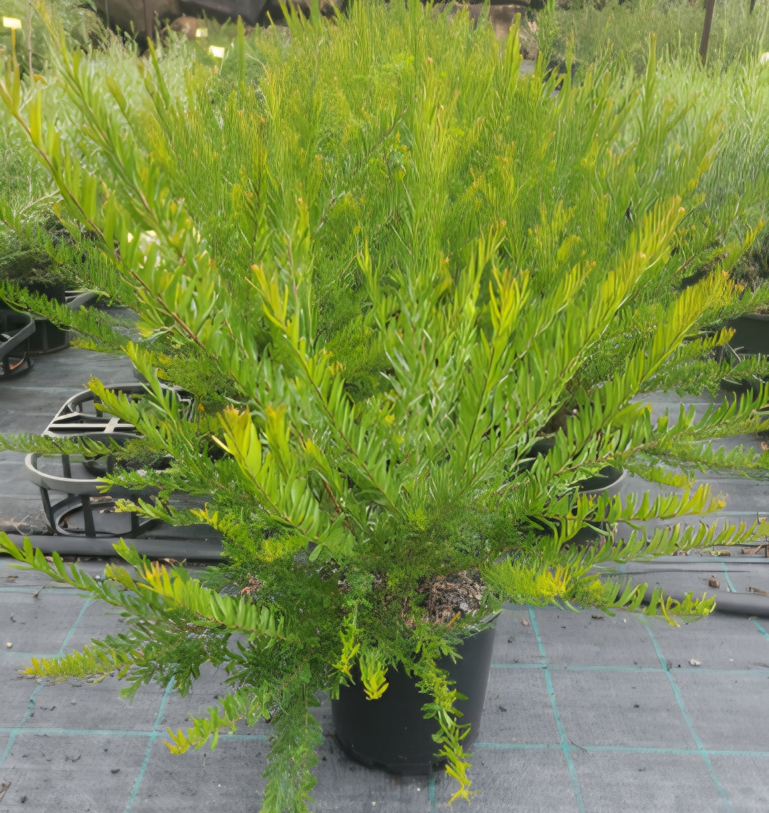 Grevillea Rosys Baby - Ladybird Nursery
