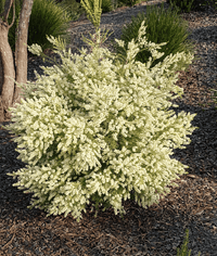 Dwarf Paperbark 'Snowstorm' (Melaleuca linariifolia) - Ladybird Nursery