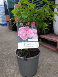 Rose 'Roselina' - Ladybird Nursery