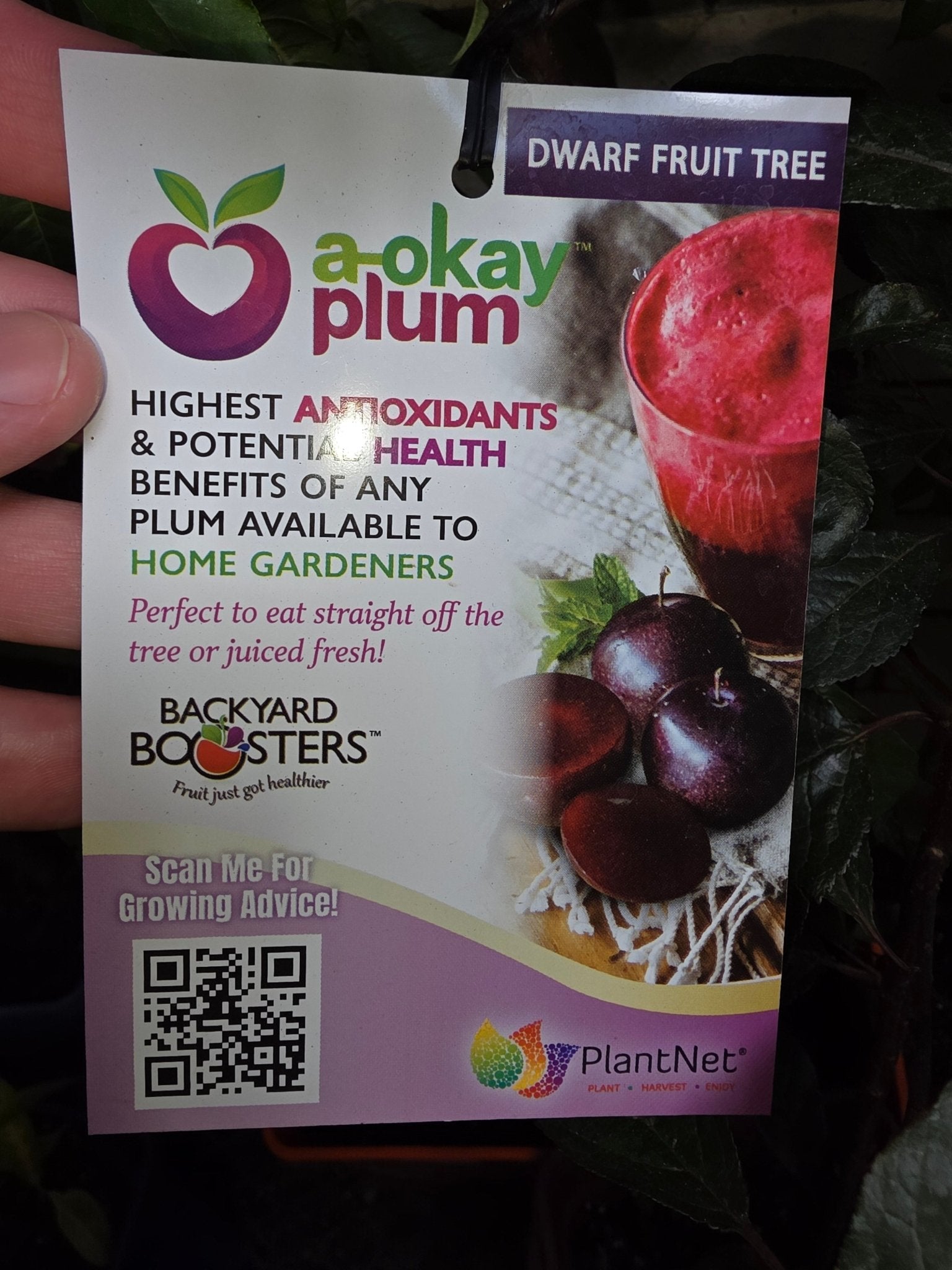 Dwarf Plum 'A - Okay™' - Ladybird Nursery