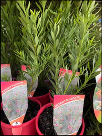 Emu Bush Desert Passion (Eremophila) - Ladybird Nursery
