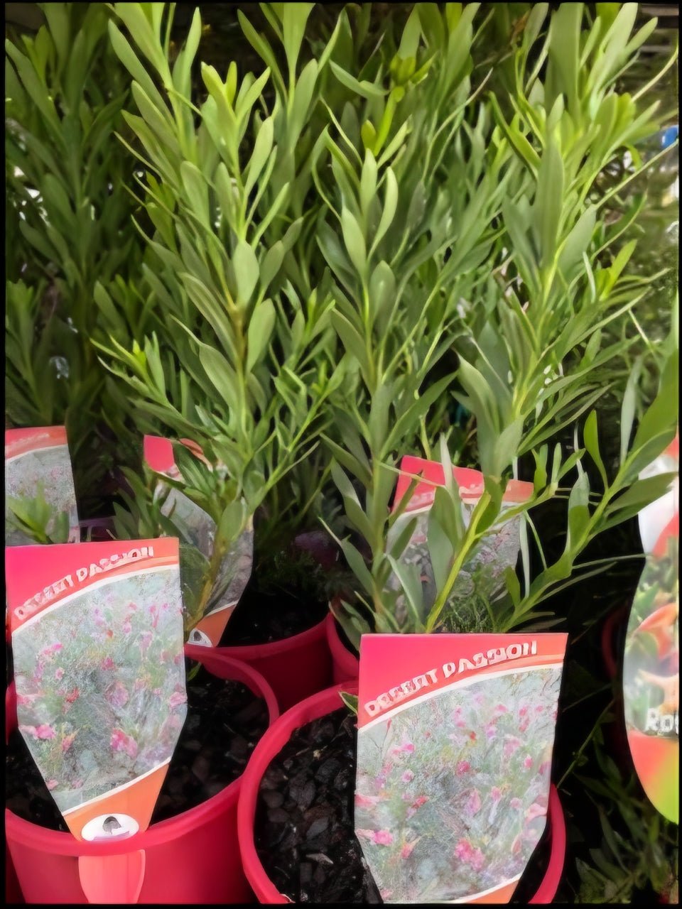 Emu Bush Desert Passion (Eremophila) - Ladybird Nursery