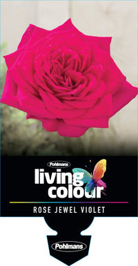 Rose ‘Jewel Miniature Violet’ - Ladybird Nursery
