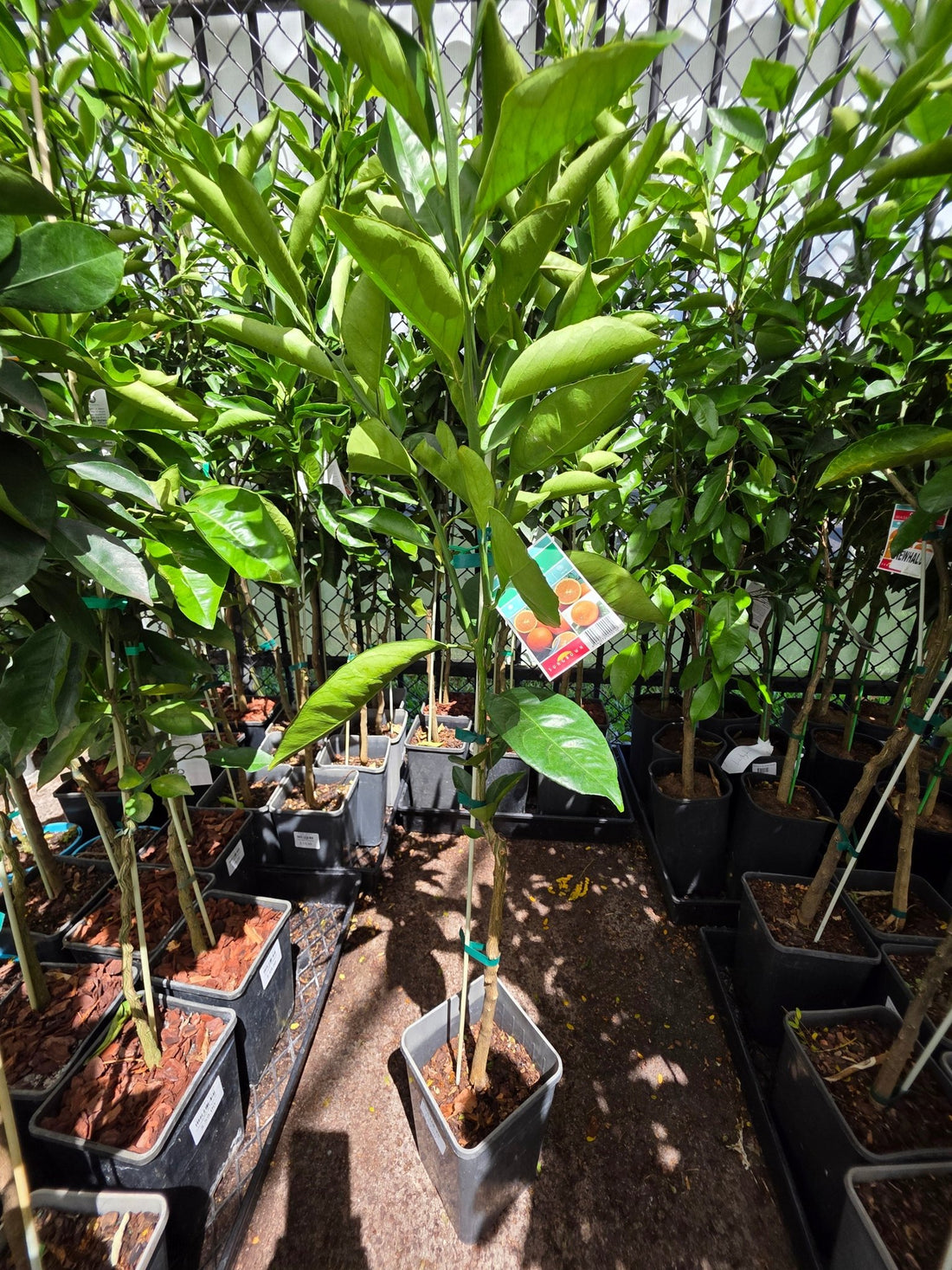 Orange Valencia (QLD ONLY) - Ladybird Nursery