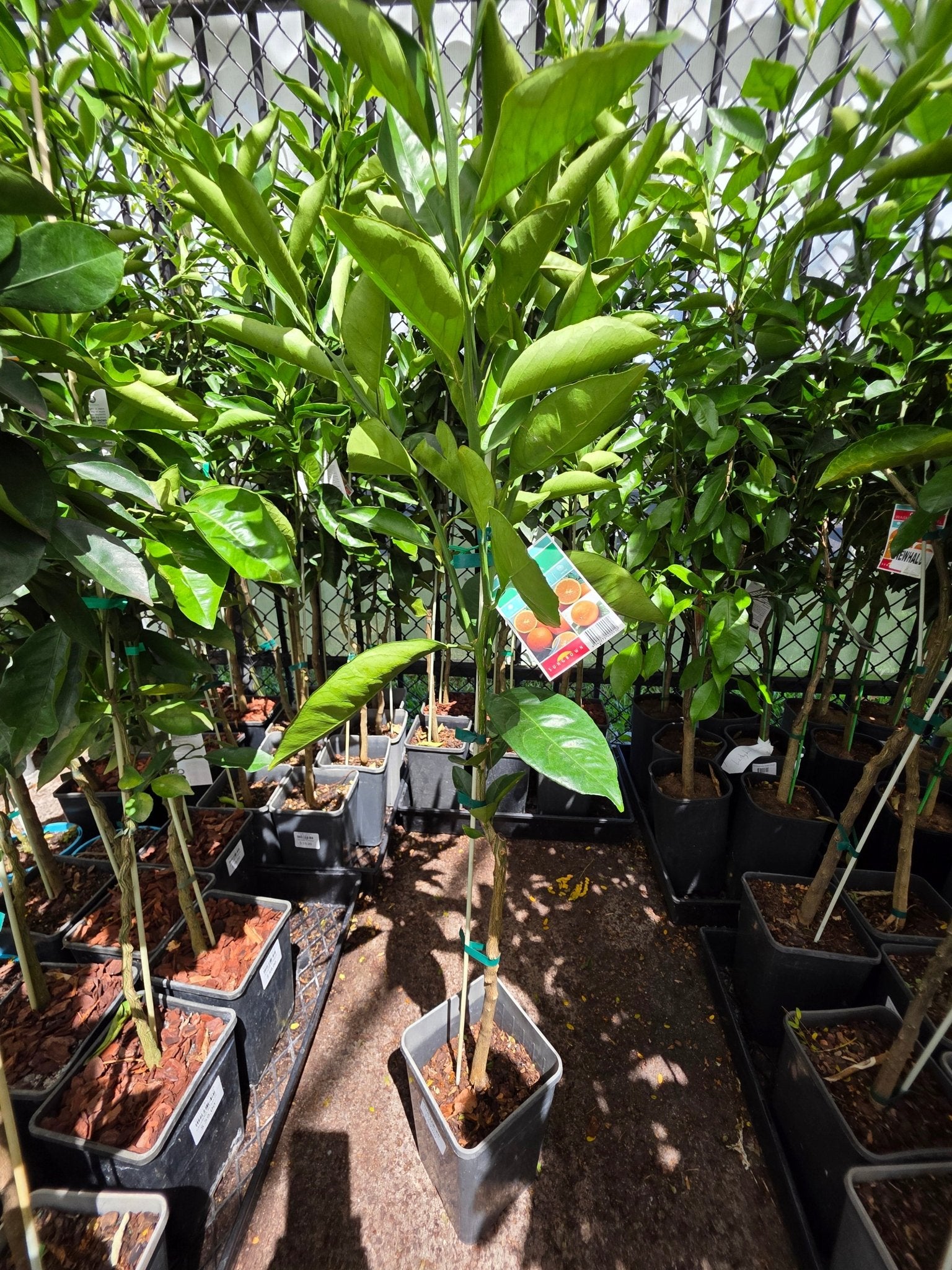 Orange Valencia (QLD ONLY) - Ladybird Nursery