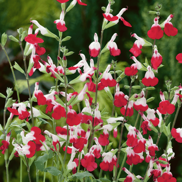 Salvia microphylla 'Hot Lips' - Ladybird Nursery