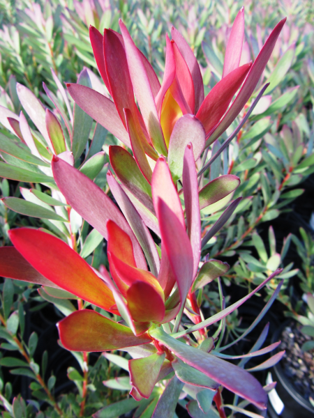 Leucadendron Devils Blush (Leucadendron salignum) - Ladybird Nursery