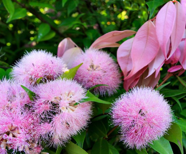 Lilly Pilly ‘Pink Cascade’ (Syzygium australe)