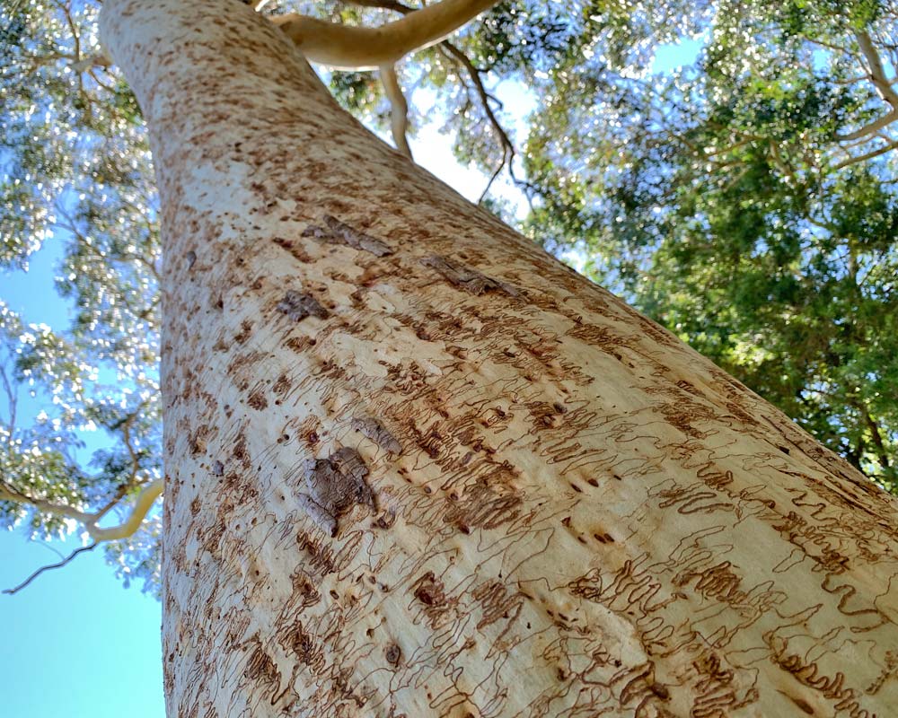 Scribbly Gum (Eucalyptus racemosa)