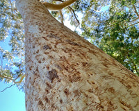 Scribbly Gum (Eucalyptus racemosa)