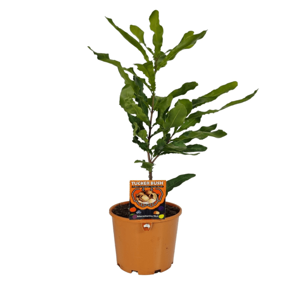 Macadamia Beaumont - Ladybird Nursery
