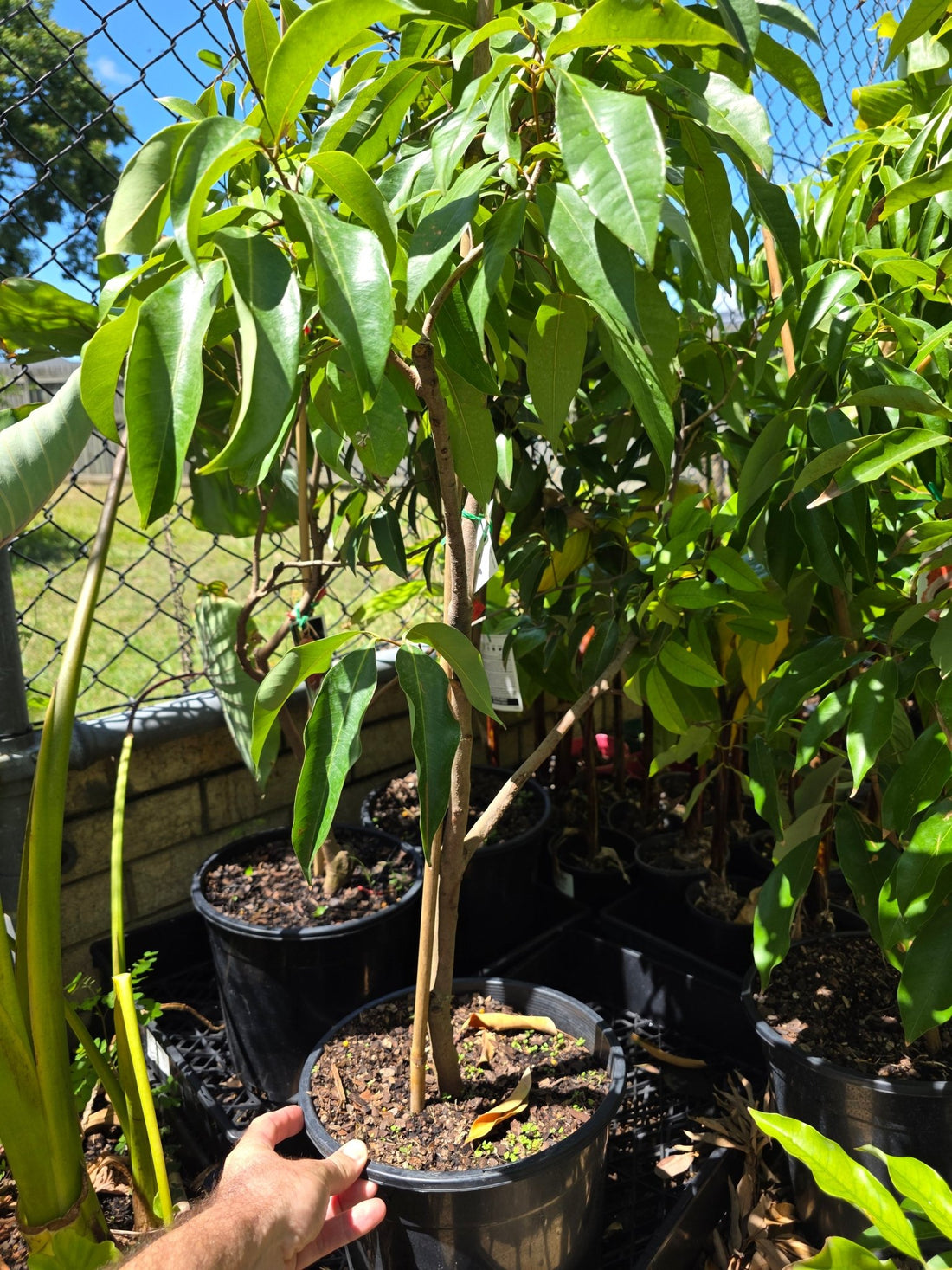 Dwarf Lychee 'Wai Chi' - 250mm Pot (PICKUP ONLY) - Ladybird Nursery