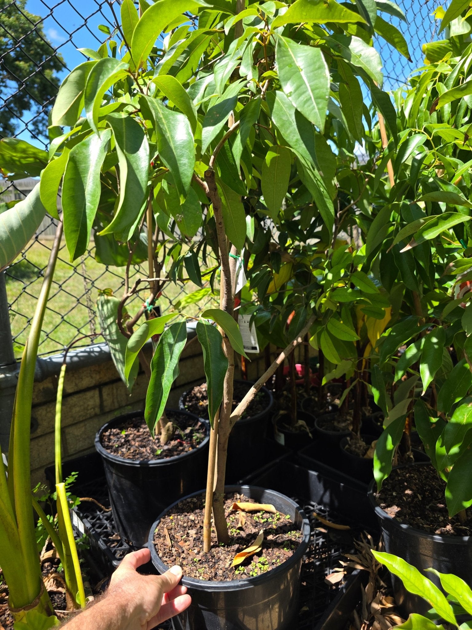 Dwarf Lychee 'Wai Chi' - 250mm Pot (PICKUP ONLY) - Ladybird Nursery