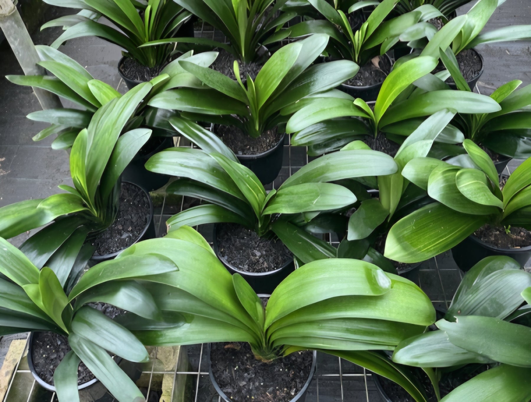 Clivia Belgian Hybrid - Large - Ladybird Nursery