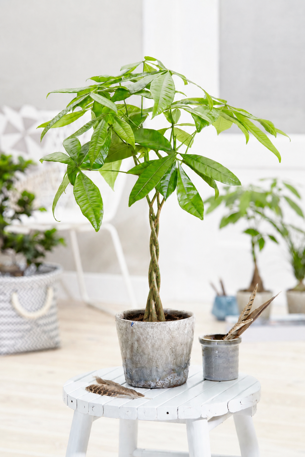 Money Tree 'Lucky 3' Twisted Stem