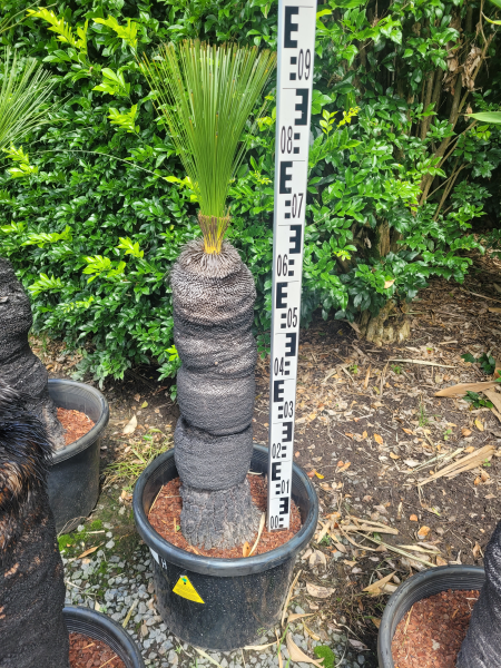 Grass Tree - Large (Size H) PICK UP ONLY - Ladybird Nursery