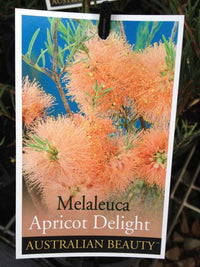 Melaleuca 'Apricot Delight'