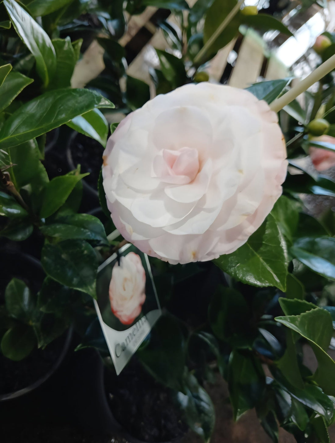 Camellia 'Desire' - Large - Ladybird Nursery