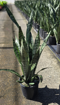Sansevieria trifasciata - Large