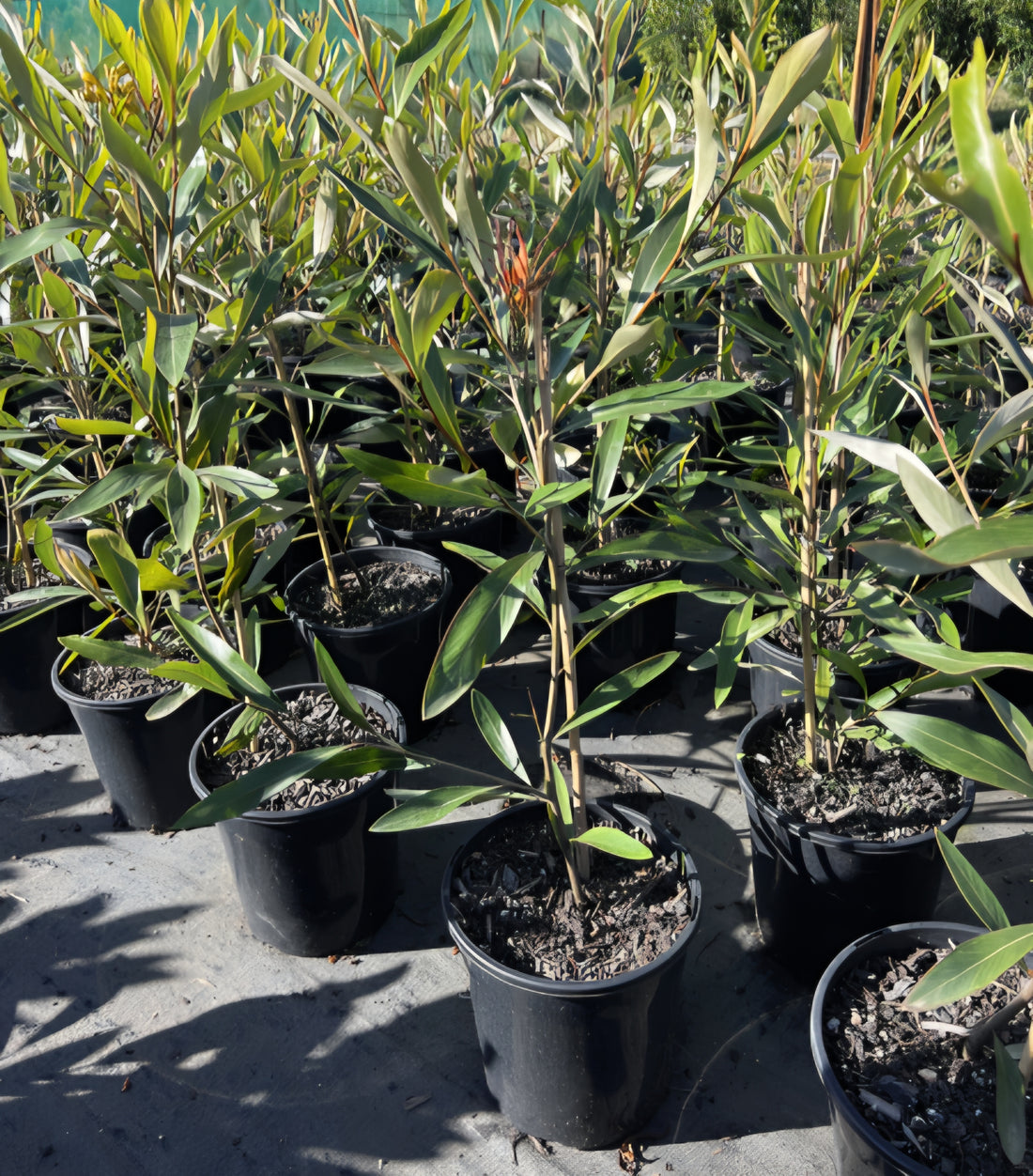 Grevillea Orange Marmalade - Ladybird Nursery