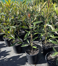 Grevillea Orange Marmalade - Ladybird Nursery