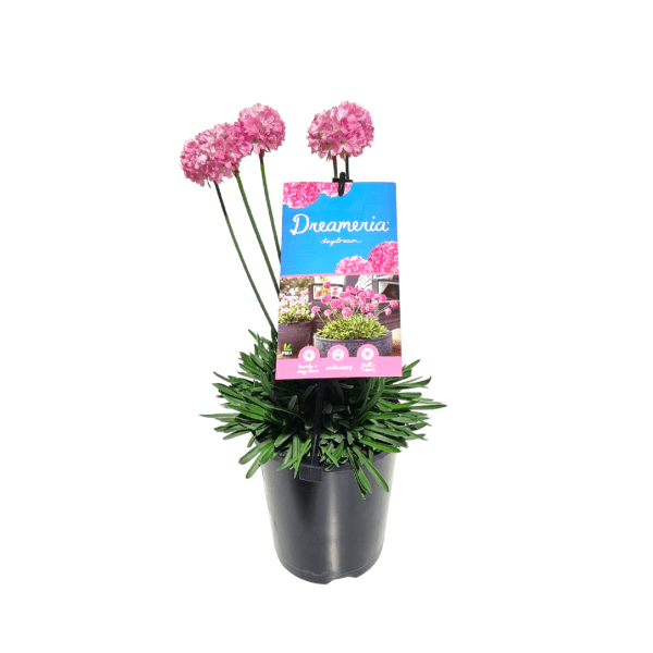 Armeria Dreameria™ 'Daydream' - Ladybird Nursery