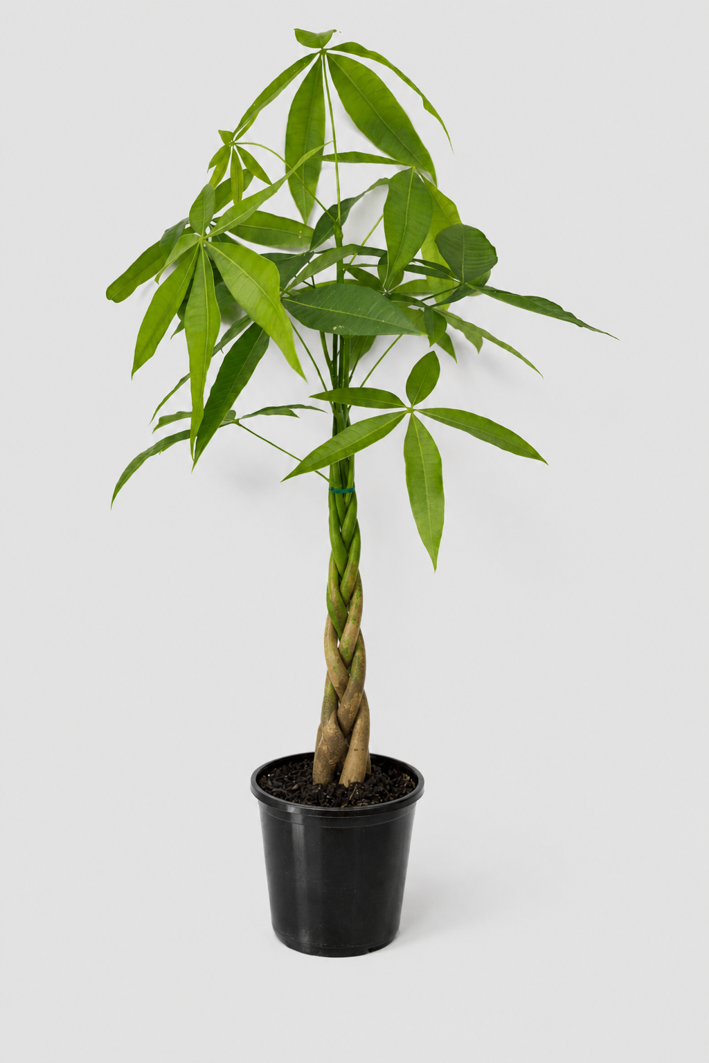 Money Tree 'Lucky 4' Twisted Stem