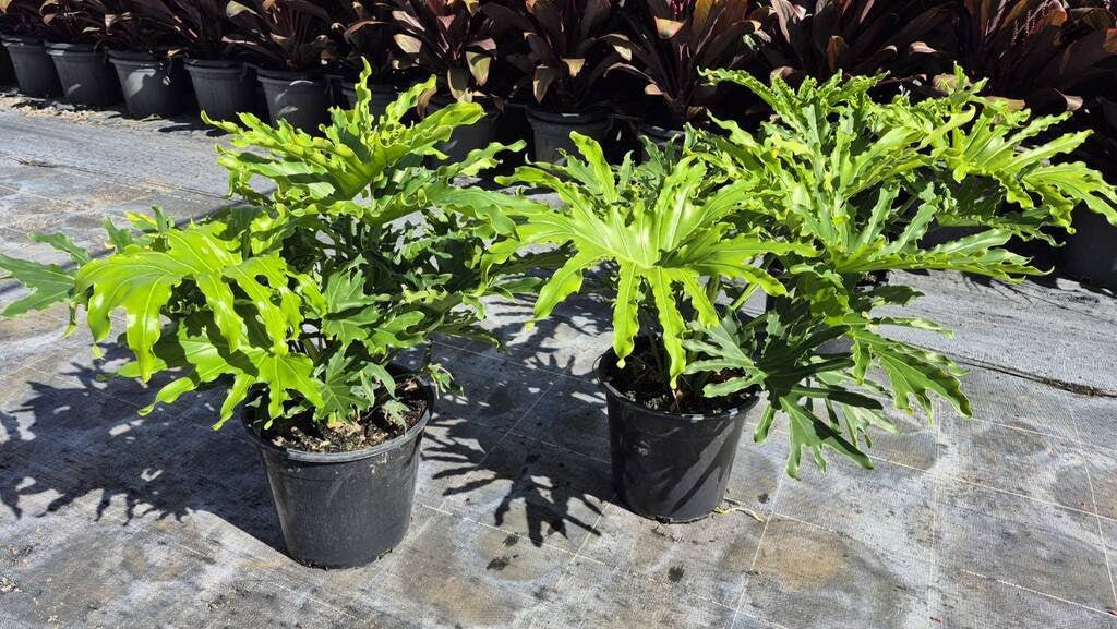 Lickety Split Philodendron - Advanced (PICKUP ONLY) - Ladybird Nursery