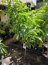 Lychee 'Kwai Mai Pink' - 250mm Pot (PICKUP ONLY) - Ladybird Nursery