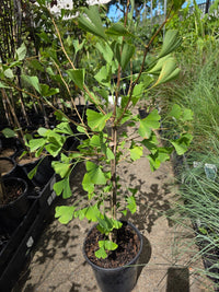 Maidenhair Tree Fastigiata (Ginkgo biloba) - Ladybird Nursery