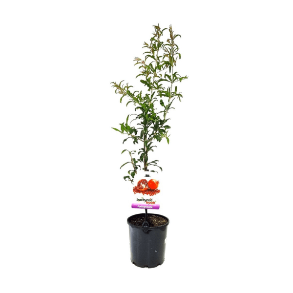 Pomegranate 'Galusha Rosavaya' - Ladybird Nursery