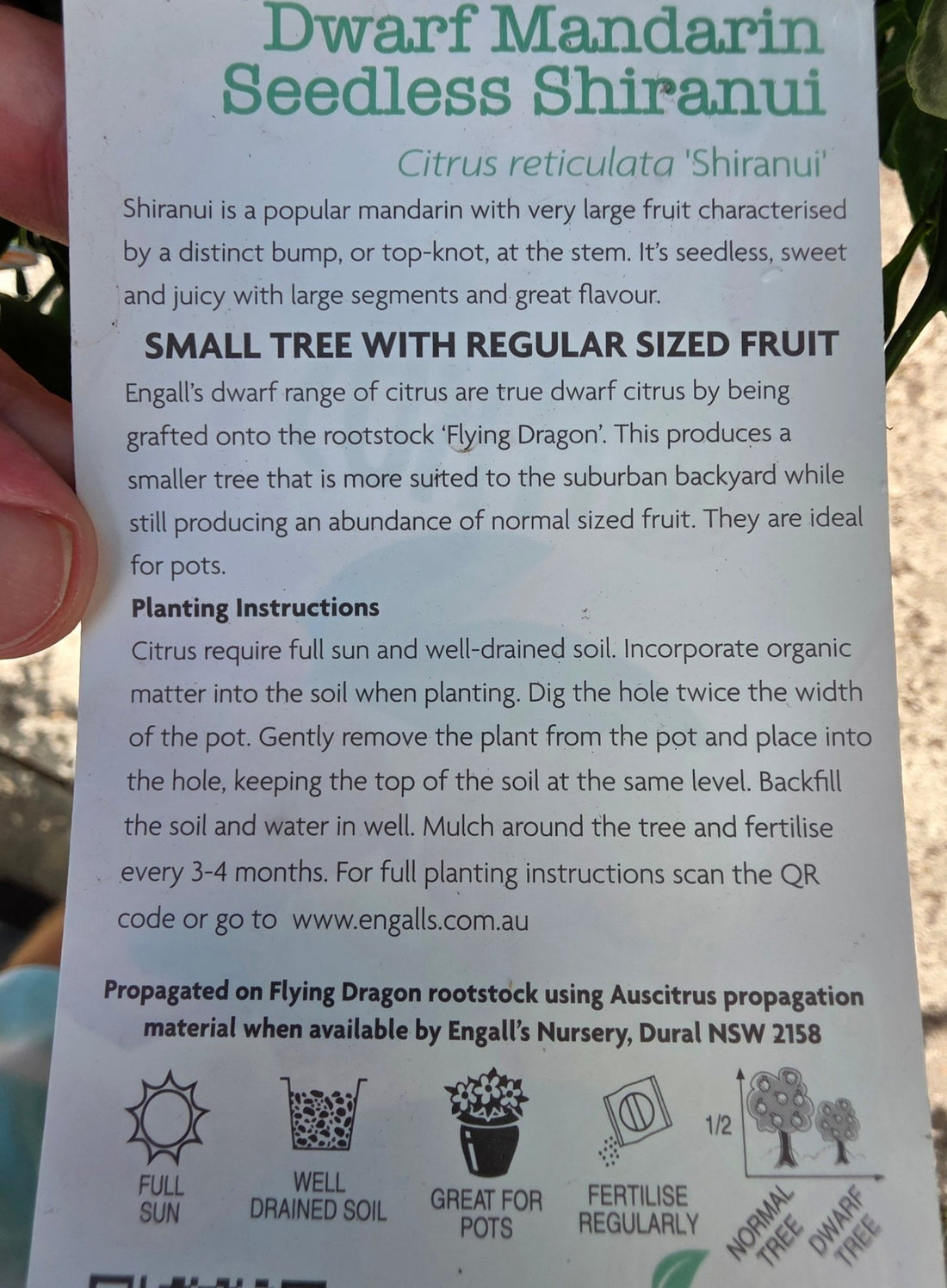 Dwarf Sumo Mandarin 'Shiranui' (QLD Only) - Ladybird Nursery