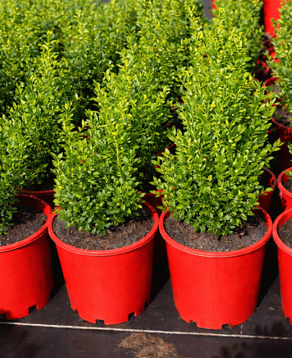 English Box (Buxus sempervirens) - Ladybird Nursery
