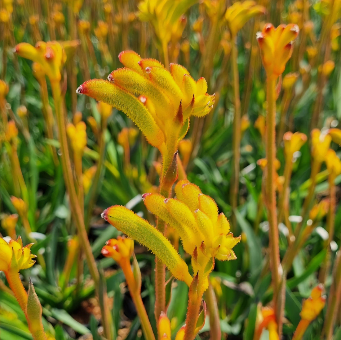 Kangaroo Paw 'Bush Surprise' (Anigozanthos) - Ladybird Nursery