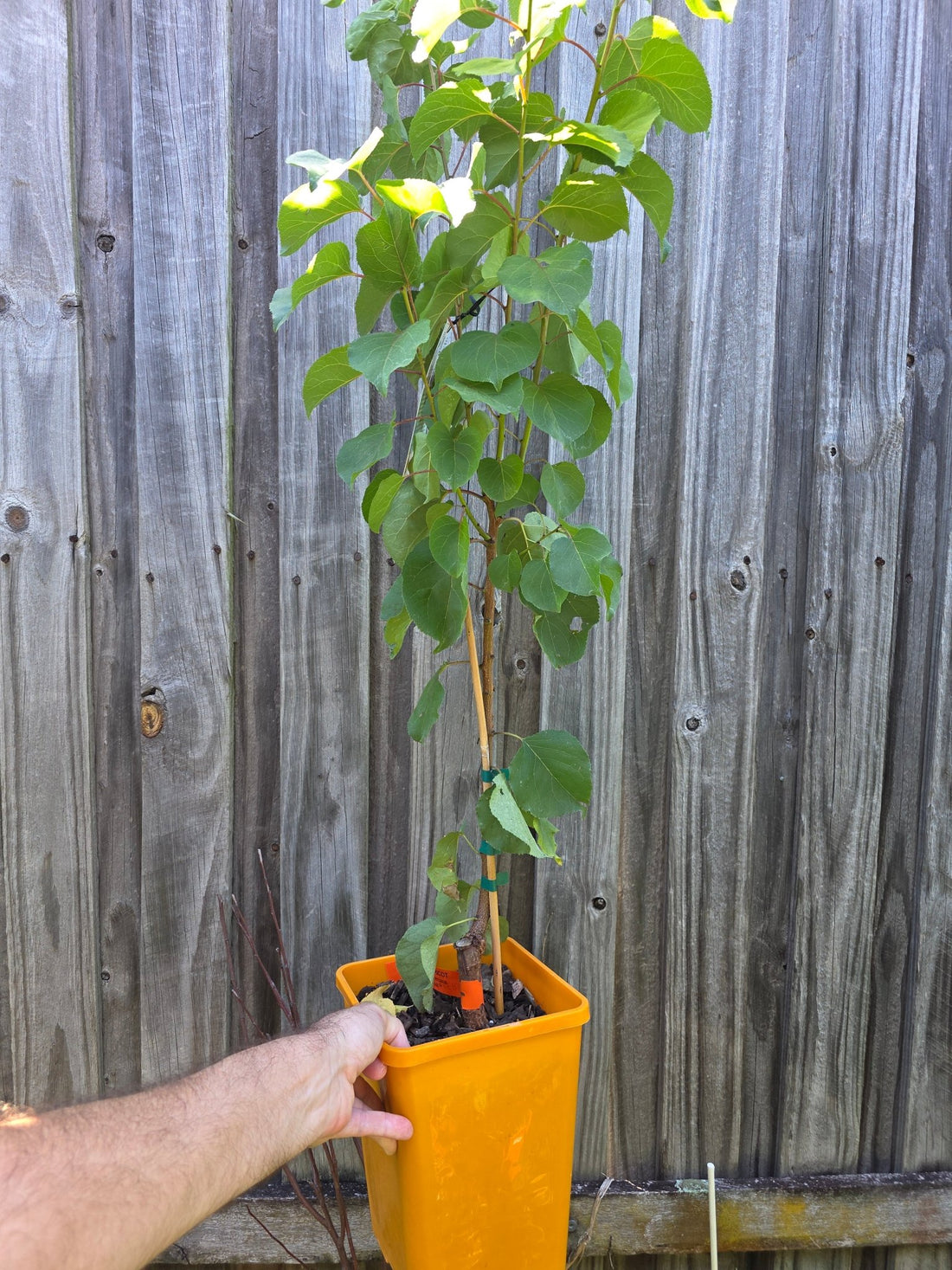 Peachcot 'Ora A' - Ladybird Nursery