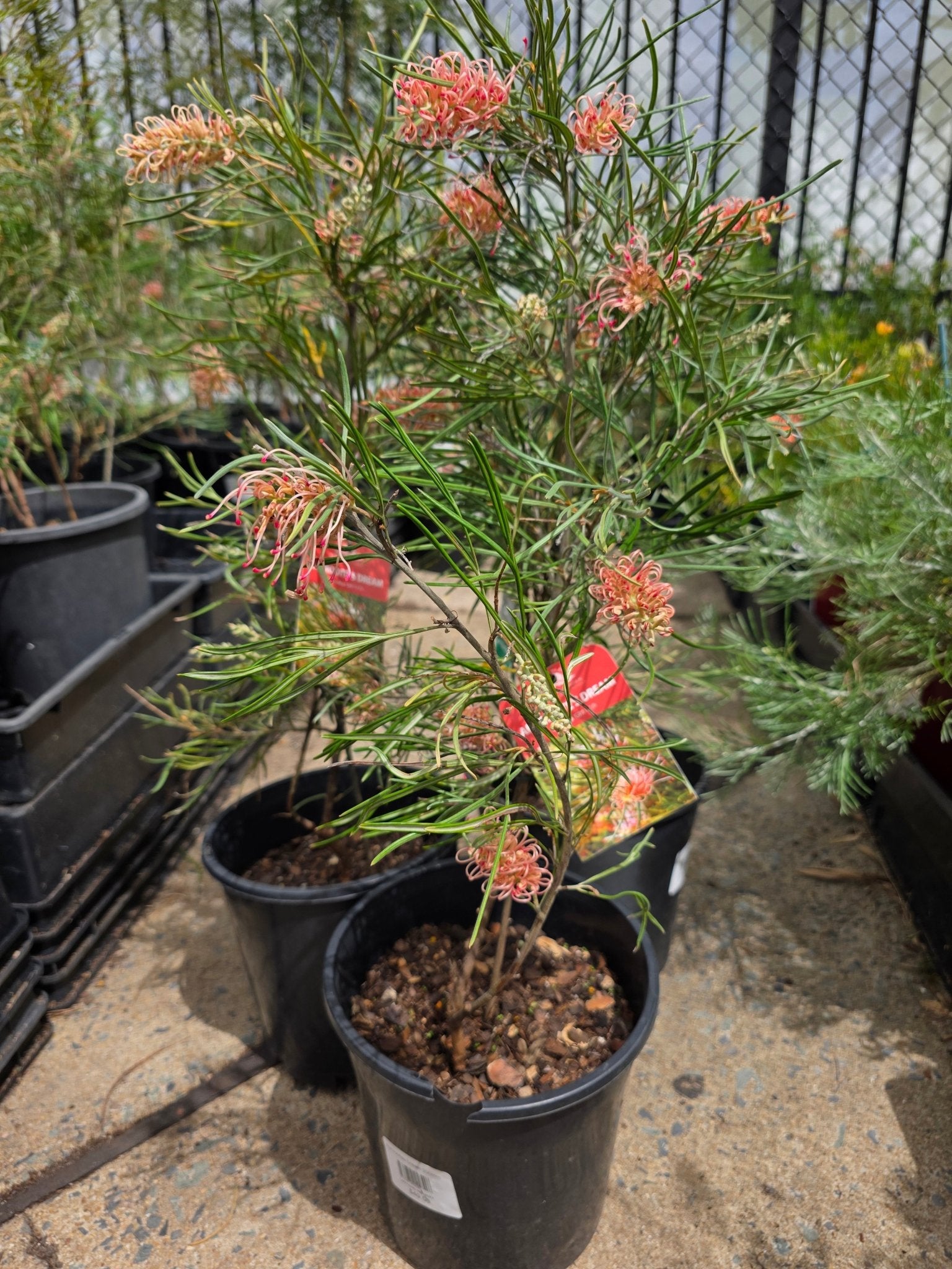 Grevillea 'Aphrodite's Dream' - Ladybird Nursery