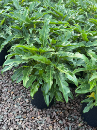 Philodendron 'Xanadu' - Large - Ladybird Nursery