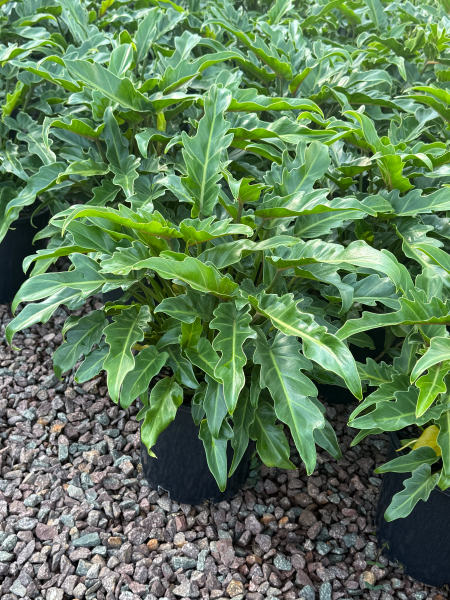 Philodendron 'Xanadu' - Large - Ladybird Nursery