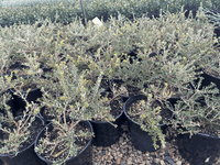 Dwarf Banksia marginata 'Mini Marge' - Large - Ladybird Nursery