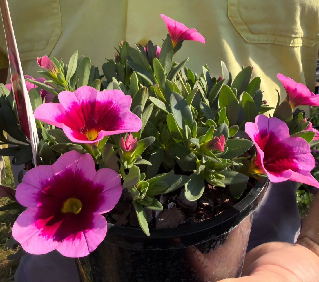 Calibrachoa 'Aloha Tiki Pink'