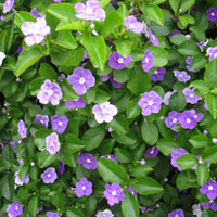 Yesterday, Today, and Tomorrow 'Fragrant Delight' (Brunfelsia latifolia) - Ladybird Nursery