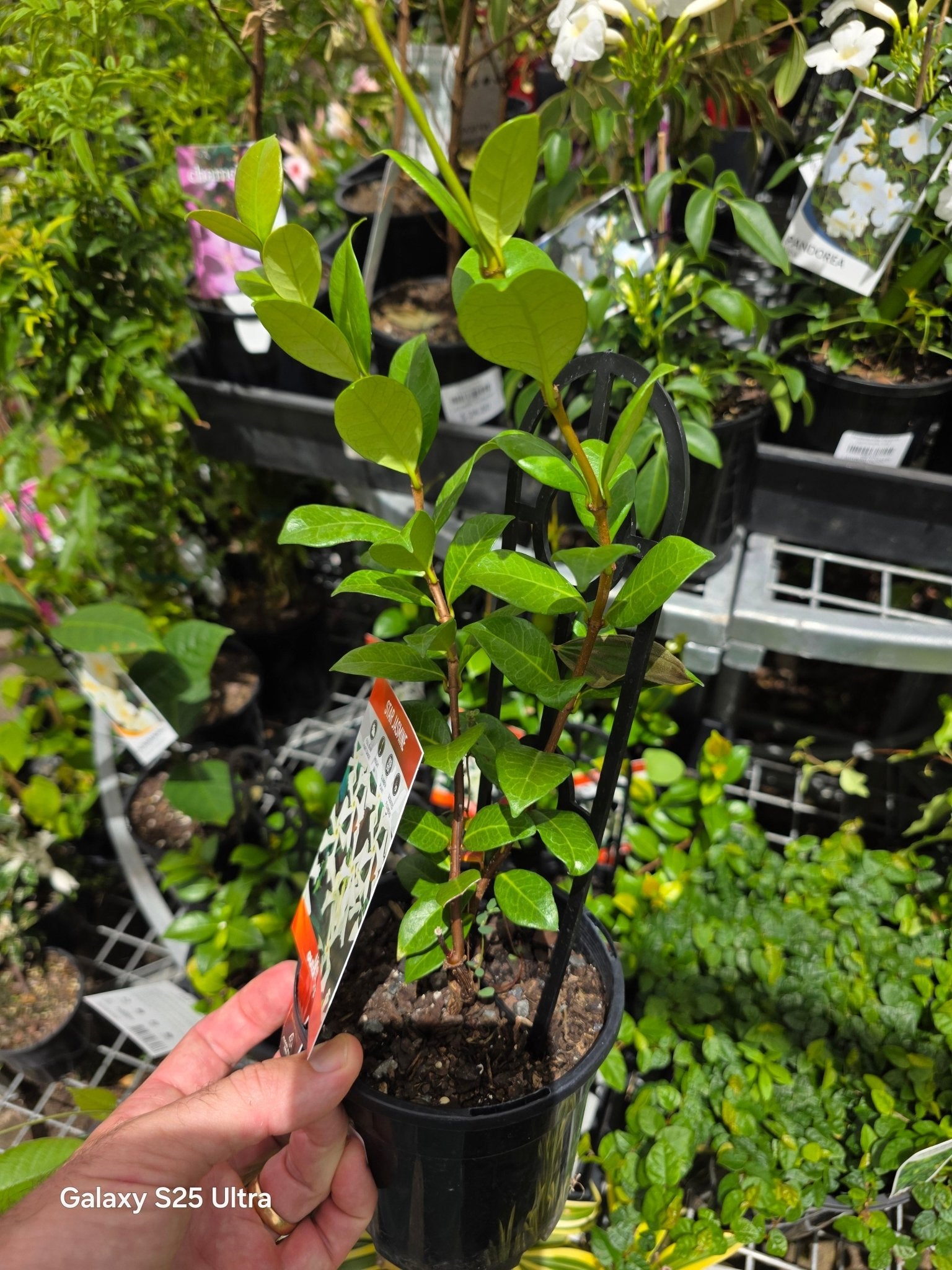 Chinese Star Jasmine (Trachelospermum jasminoides) - Ladybird Nursery